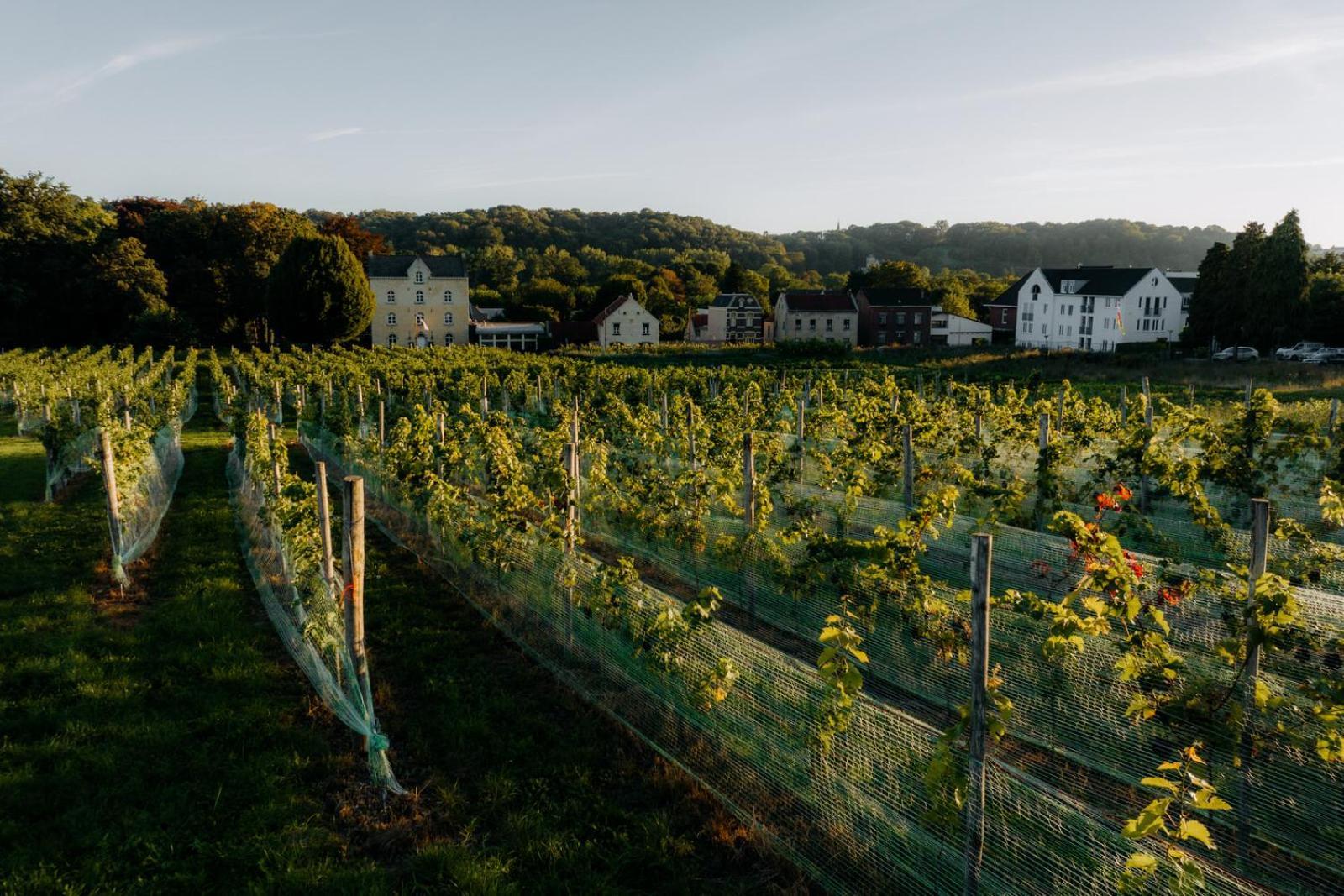 Chateau St Gerlach - Oostwegel Collection, Member Of Relais And Chateaux Valkenburg aan de Geul Exterior foto Vineyards in the Moselle valley